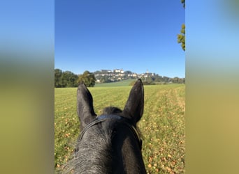 Entrenamiento y preparación de caballos jóvenes | Criadora de caballos | 10 años de experiencia en l