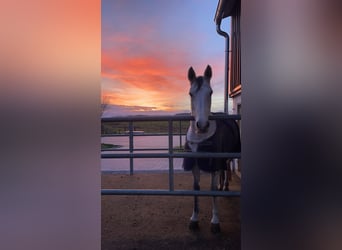 Espacios de entrenamiento disponibles: entrenamiento completo en una moderna instalación de equitaci