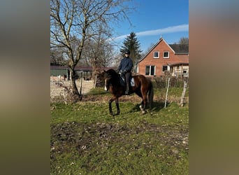Formación básica de caballos jóvenes | Caballos con problemas | Entrenamiento para tu caballo cerca 