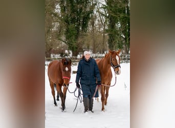 Ganzheitlicher Beritt mit Herz