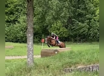 Montar por primera vez, entrenamiento de caballos jóvenes, montas para caballos con problemas
