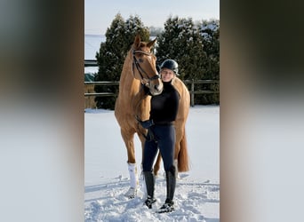 Montar por primera vez, Entrenar y Comercializar