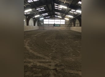 Pony para montar y entrenar + jinete ligera (49 kg)