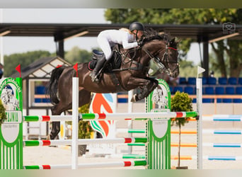 Preparación profesional de caballos para salto de obstáculos / MPMK / Venta internacional
