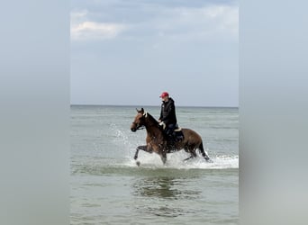 Professioneller Beritt/Verkauf und Vorstellung auf Turnieren