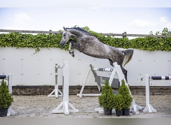 Training voor springpaarden 