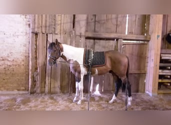 Western Ausbildung von Pferden, Jung- und Korrekturpferde