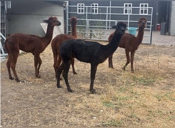 Alpacas