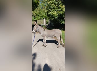Âne de bât de 4 ans