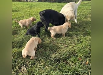 2 labradores retriever disponibles directamente