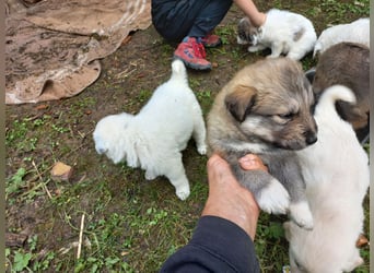 Cachorros de perro