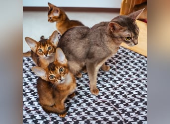 Gatitos Abisinios juguetones