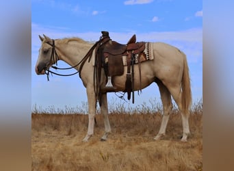Lazy K Ranch's 14th Annual Fall Color Production Sale