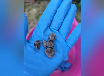 Limpieza de cascos y eliminación de piedras