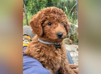 Vendo perro Toy Poodle