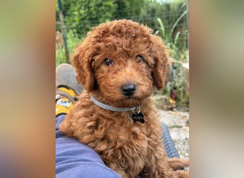 Vendo perro Toy Poodle