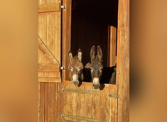Zwei kuschelige Esel (Mutter & Tochter) suchen liebevolles Zuhause