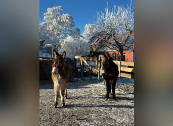 Zwei kuschelige Esel (Mutter & Tochter) suchen liebevolles Zuhause