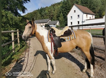 BERITTFÜHER INN FÜR SOFORT GESUCHT  !!!