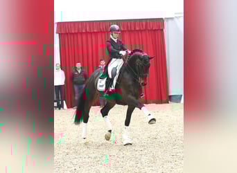 Berittplatz frei. Ausbildung Ihres Pferdes/Ponys vom Youngster bis Dressur Kl. S***