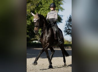 Berittplatz frei. Ausbildung Ihres Pferdes/Ponys vom Youngster bis Dressur Kl. S***
