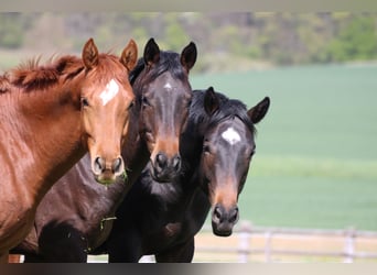 Caballista, puesto de formación en cría de caballos, cuidador de caballos, puesto de prácticas