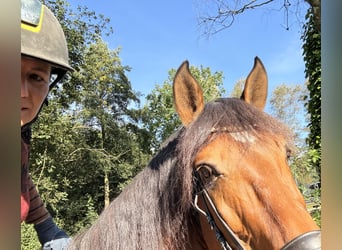 Prácticas y vacaciones con caballo, posibilidad de formación como entrenador de caballos.