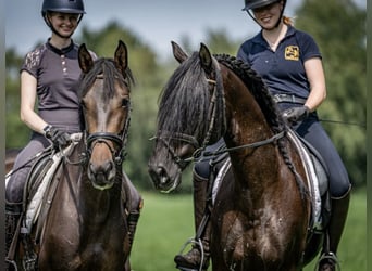 Prácticas y vacaciones con caballo, posibilidad de formación como entrenador de caballos.