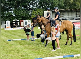 Prácticas y vacaciones con caballo, posibilidad de formación como entrenador de caballos.