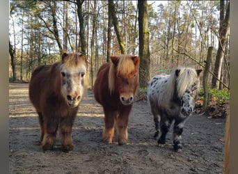 Se busca amante de los caballos (hombre/mujer/no binario)