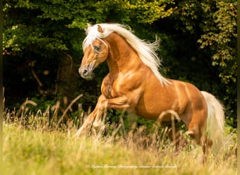 Se busca entrenador/a de caballos