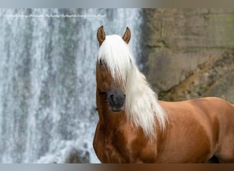 Se busca entrenador/a de caballos