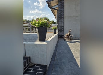 ¡Se ofrece un trabajo soñado en un establo privado de caballos en pensión!