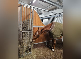 ¡Se ofrece un trabajo soñado en un establo privado de caballos en pensión!