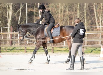 Zuwachs für unser Team gesucht: Pferdewirt*in Klassische Reitausbildung (m/w/d)