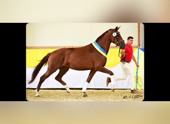 Se buscan jinetes para caballos jóvenes