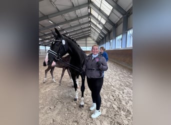 Instructor de caballos a tiempo completo / parcial o en formación