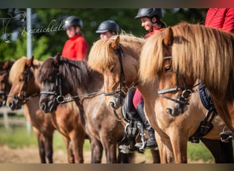 Instructor de equitación (h/m/o) para la finca de caballos islandeses (entrenador C, técnico en caba