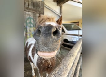 Se busca gerente de la cuadra en el Hotel Reiterhof Altmühlsee
