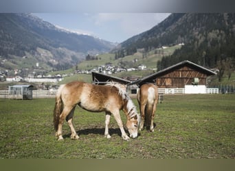 Se busca instructor/a de equitación para el Hotel Stroblhof en Tirol del Sur.