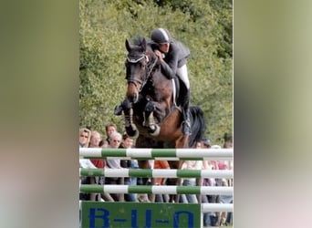 Jinete de salto (m/f/d)