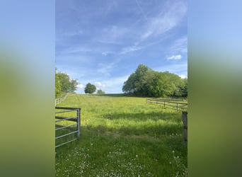 Asistente de establo / Ayudante / Tiempo parcial / Tiempo completo en 83607 Holzkirchen