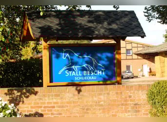 Pferdepfleger ( m / w ) gesucht