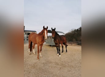 Se busca cuidador de establo (h/m/o) a tiempo parcial