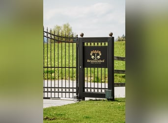 Pferdepfleger für Sport und Reha Stall gesucht 