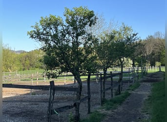 Pferdepfleger/ Jungpferdereiter