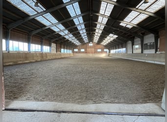 Pferdepfleger/ Jungpferdereiter