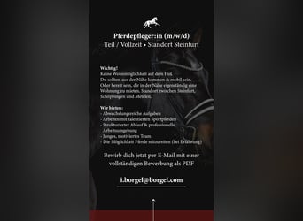 Pferdepfleger/in / Stallhilfe / Reiter/in gesucht 