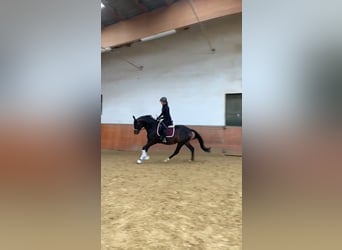 Pferdewirt / Reitlehrer / Trainer (m/w/d)  gesucht