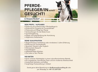 Pferdepfleger/in Vollzeit in 50170 Kerpen gesucht 